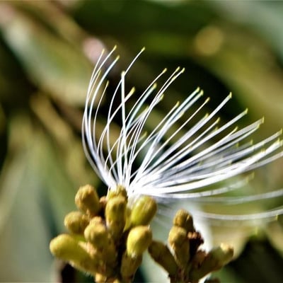 Inga edulis — flower