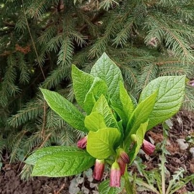 Scopolia carniolica — flower