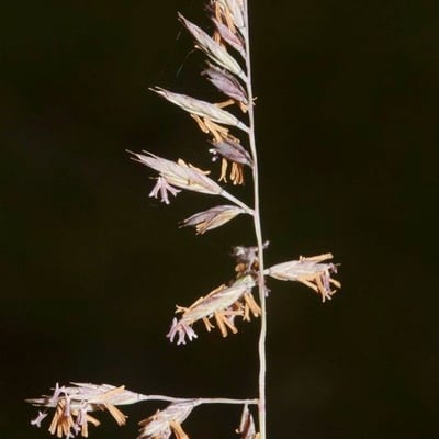 Festuca marginata — flower
