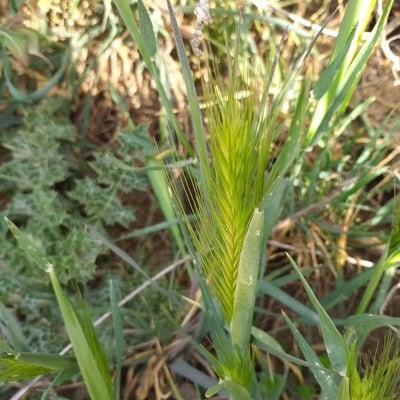 Hordeum murinum — flower