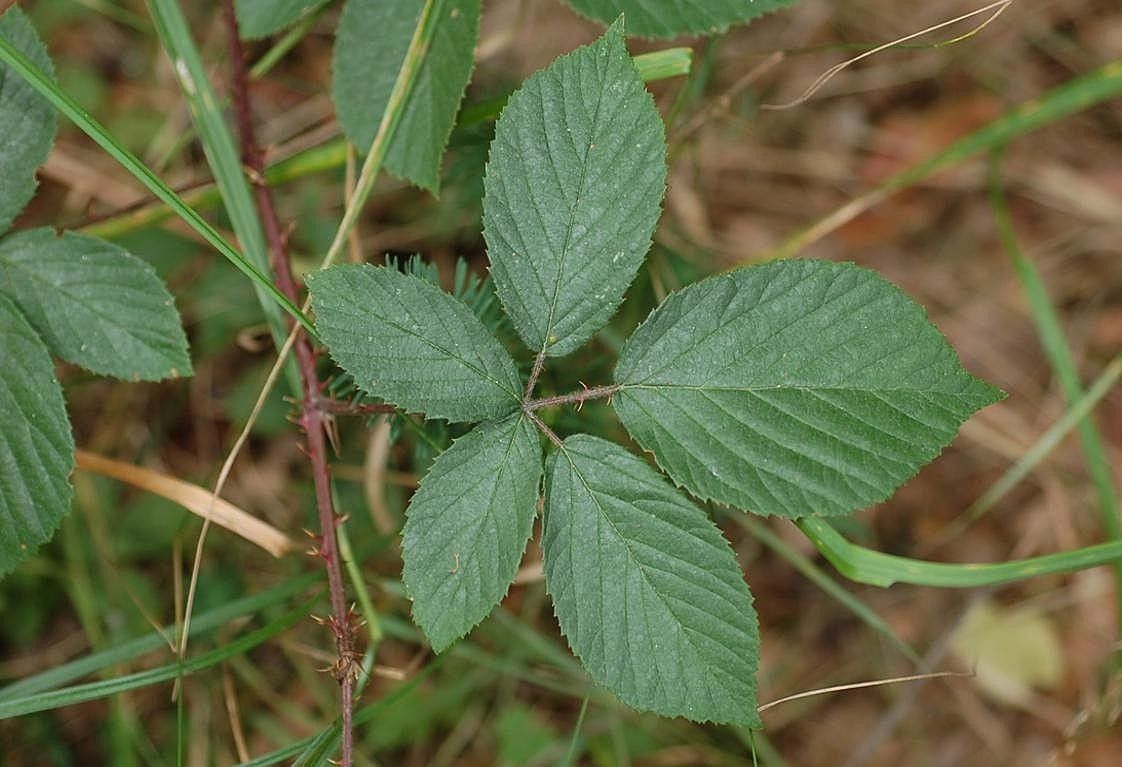 Rubus gracilis