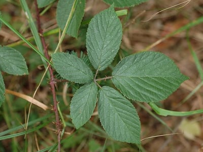 Rubus gracilis