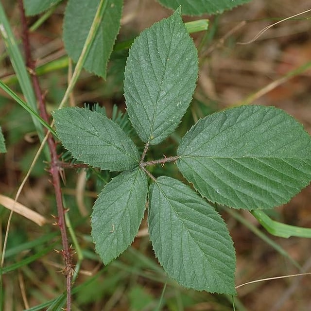 Rubus gracilis