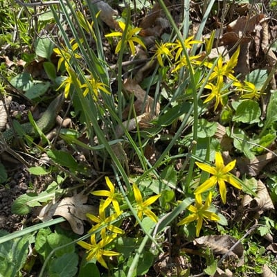 Gagea pratensis — flower
