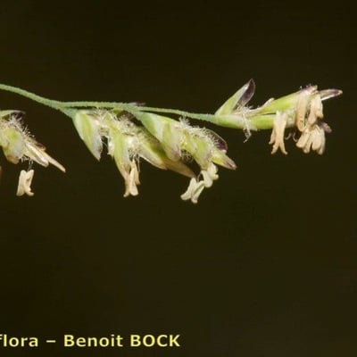 Puccinellia fasciculata — fruit