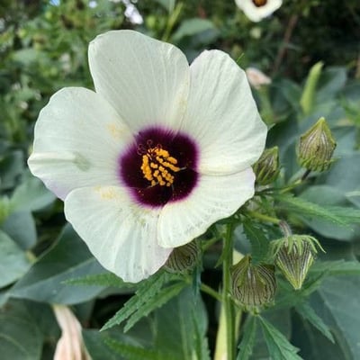 Hibiscus trionum — flower