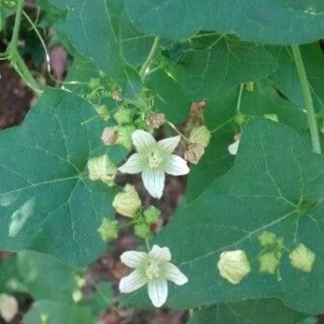 Bryonia cretica — flower