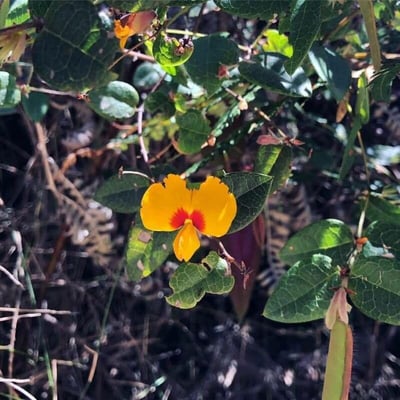 Platylobium formosum — flower