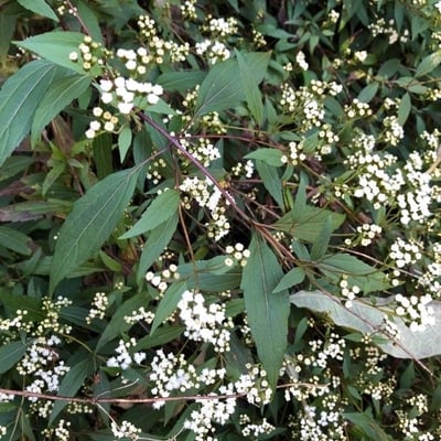 Ageratina riparia — flower