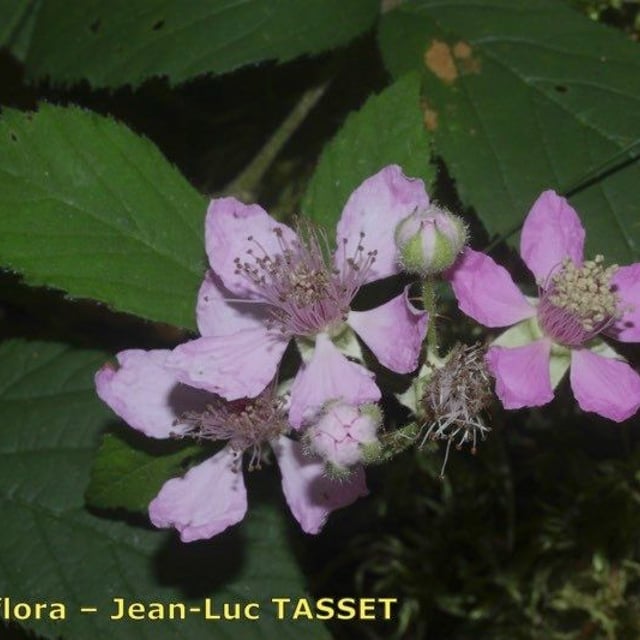 Rubus rudis — flower