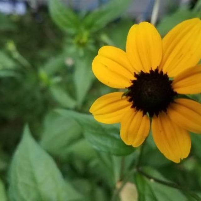Rudbeckia triloba — flower