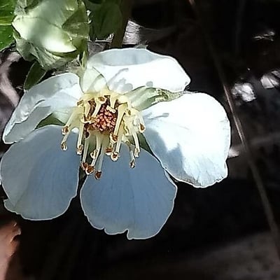 Potentilla sterilis — flower