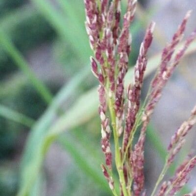 Calamagrostis pseudophragmites — flower