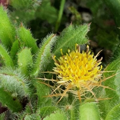 Centaurea benedicta — flower