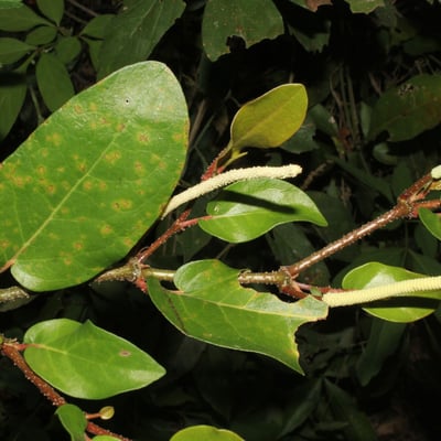 Piper tuberculatum — flower