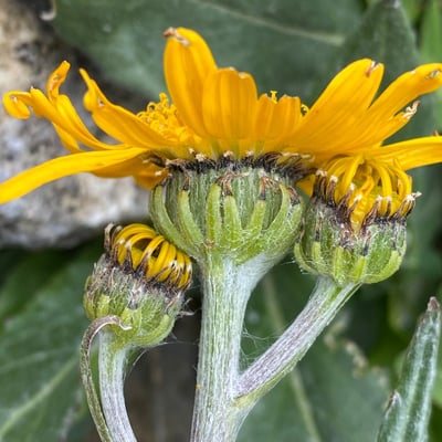 Senecio doronicum — flower