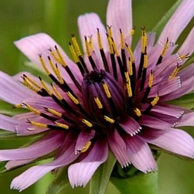 Tragopogon porrifolius — flower
