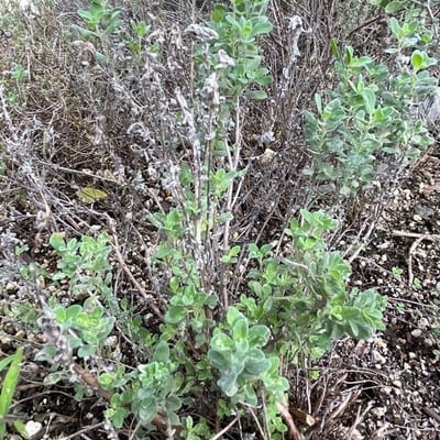 Origanum syriacum — leaf