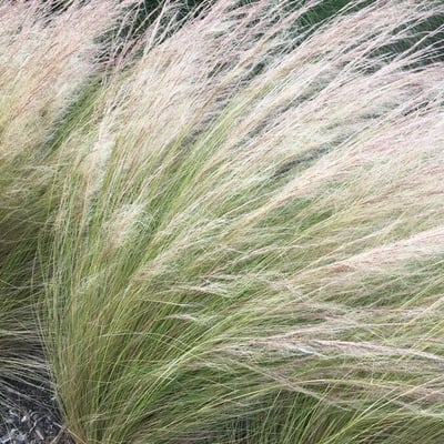 Elymus elymoides — leaf