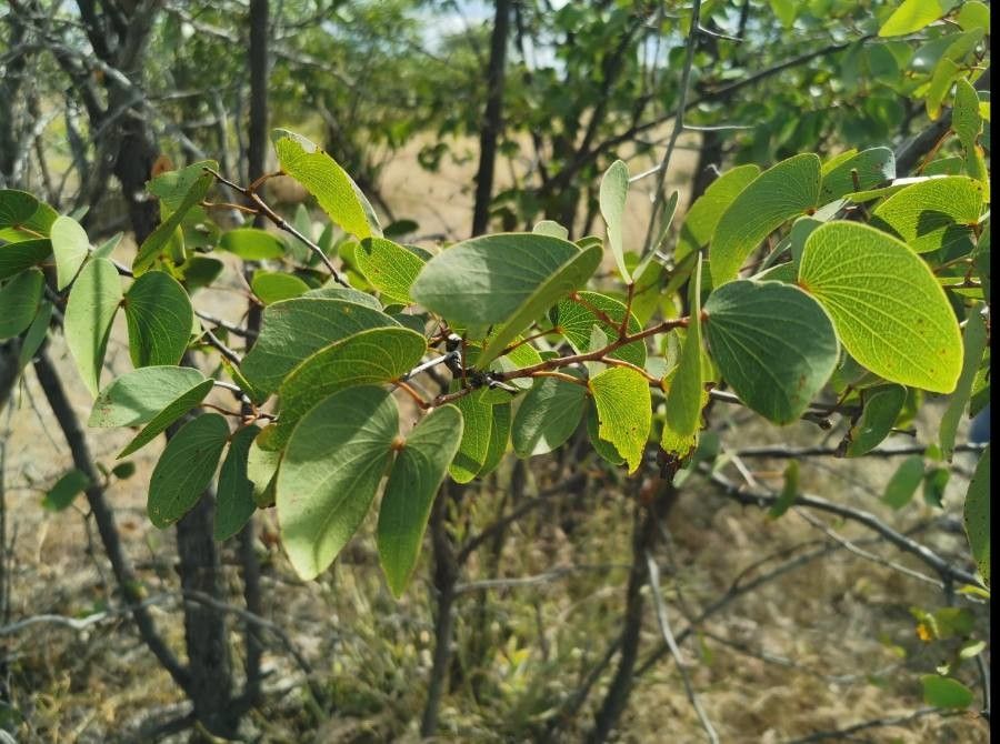 Balsam tree