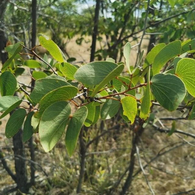 Balsam tree