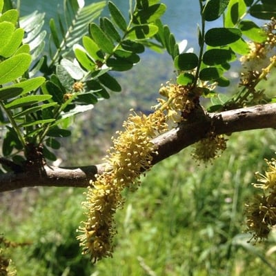 Gleditsia triacanthos — flower