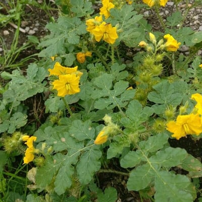 Solanum rostratum — flower