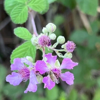 Rubus sanctus — flower