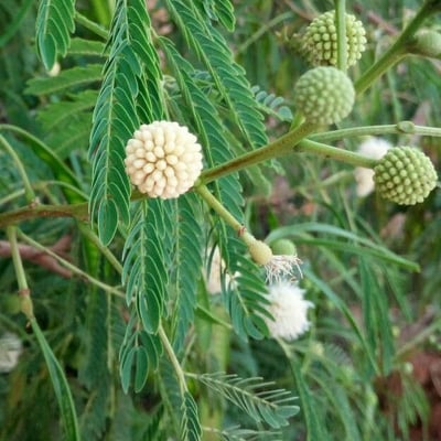 Leucaena leucocephala — flower
