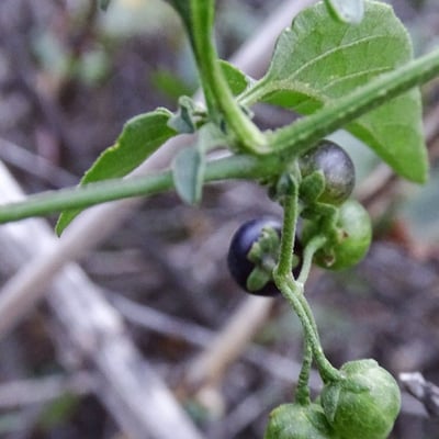 Solanum douglasii — flower