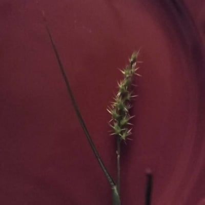 Cenchrus echinatus — flower