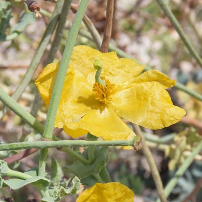 Glaucium flavum — flower