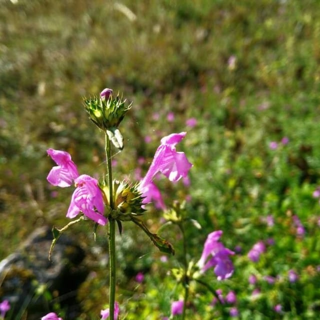 Galeopsis ladanum — flower