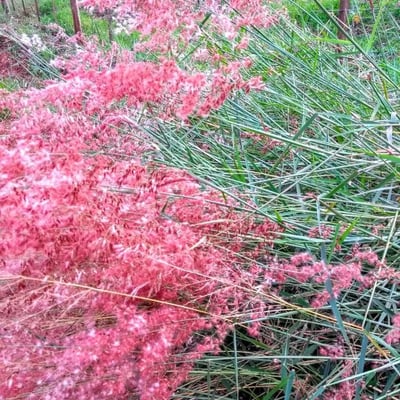 Melinis repens — flower