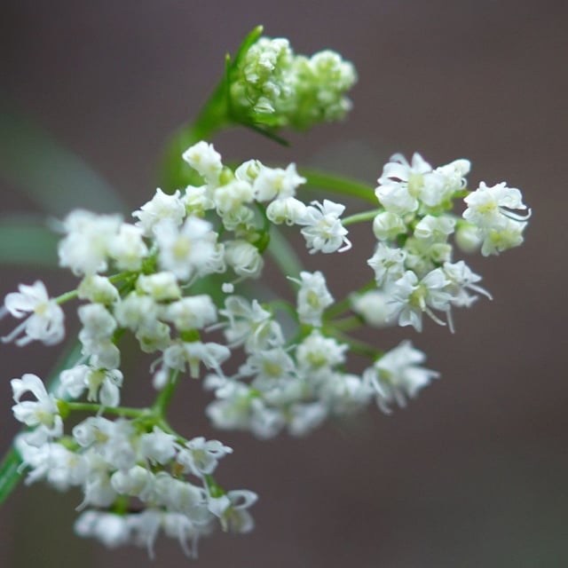 Bunium bulbocastanum — flower