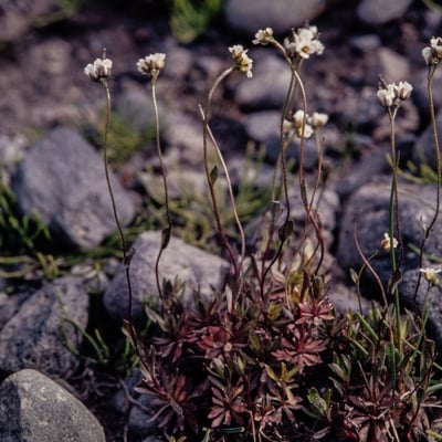 Draba glabella — habit