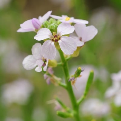 Cakile maritima — flower