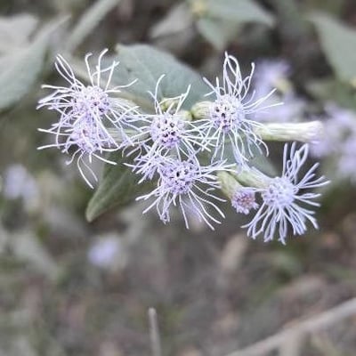 Chromolaena odorata — flower