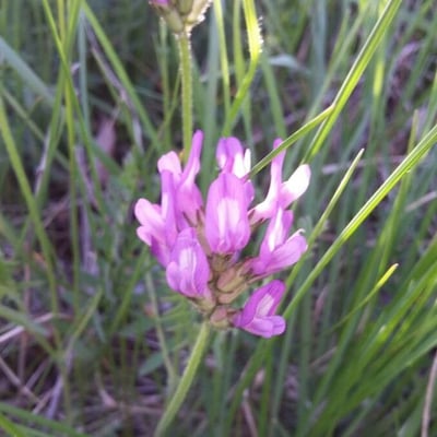 Astragalus danicus — flower
