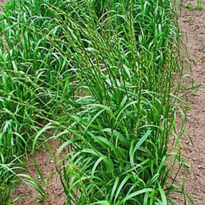 Lolium temulentum — leaf