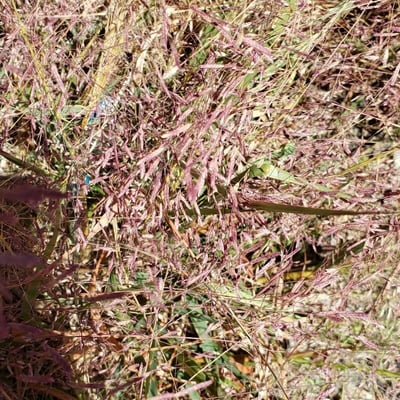 Eragrostis spectabilis — flower
