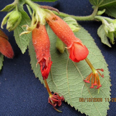 Helicteres guazumifolia — flower