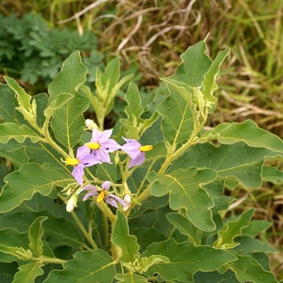 Solanum dasyphyllum — leaf