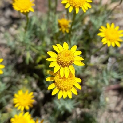 Thymophylla pentachaeta — flower