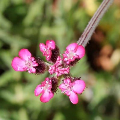Turgenia latifolia — flower
