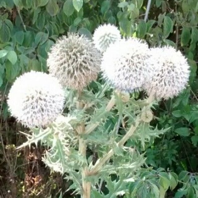 Echinops sphaerocephalus — flower