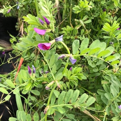 Vicia pyrenaica — flower