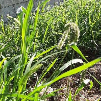 Setaria italica — flower