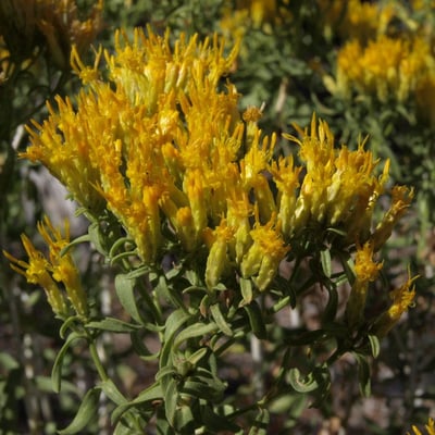Chrysothamnus viscidiflorus — flower
