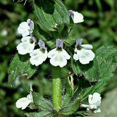 Sideritis romana — flower